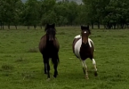 Konji u Trebižatu