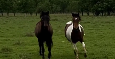 Konji u Trebižatu